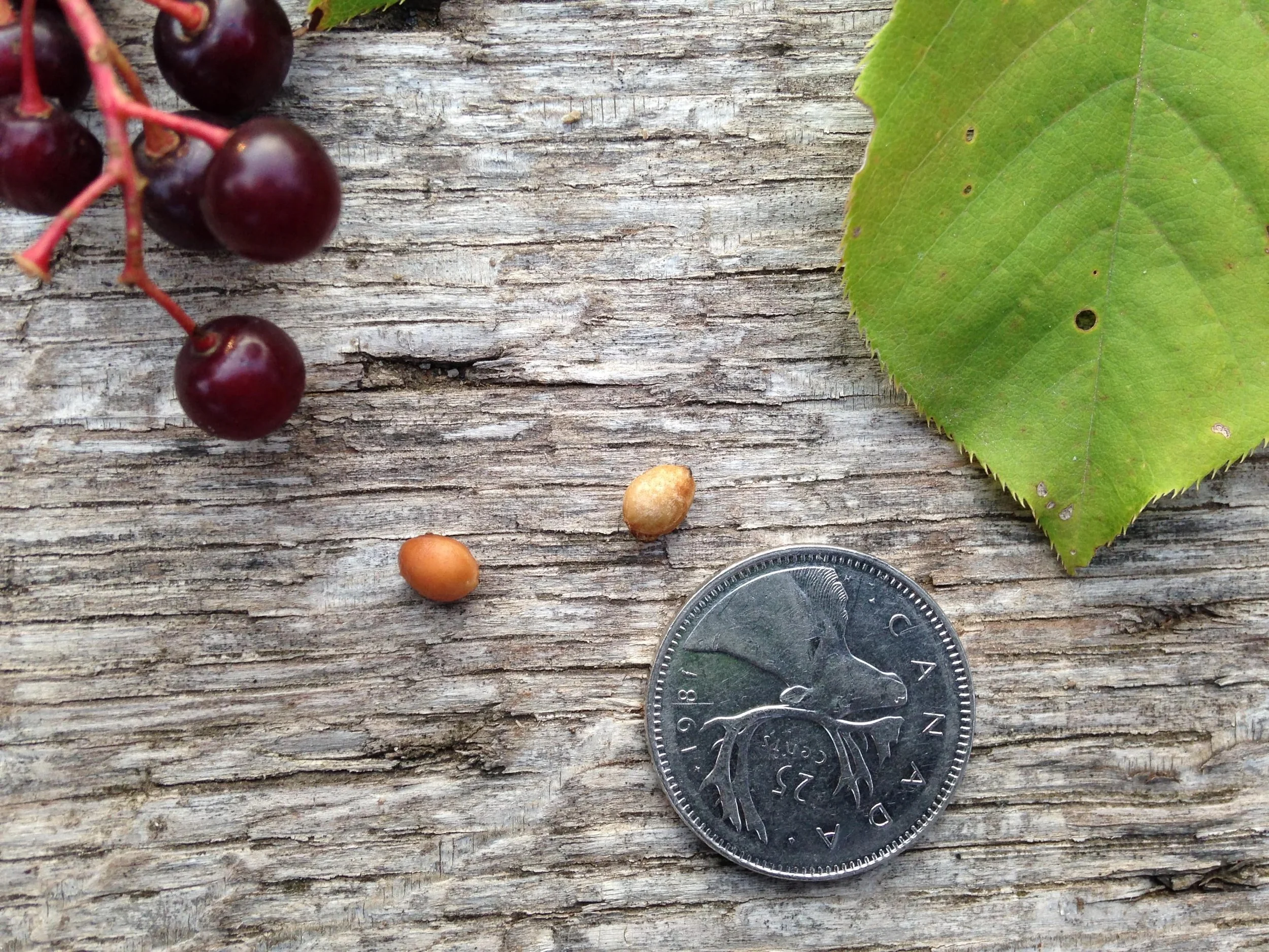 Fruit and Seeds pt. 2 — to know the land